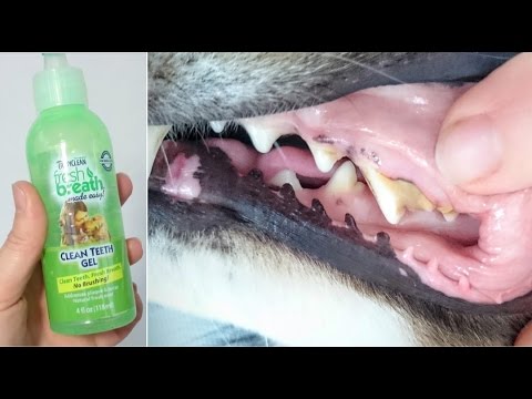 download lagu mp3 mp4 Petkin Fresh Mint Dog Cat Plaque Tooth Wipes, download lagu Petkin Fresh Mint Dog Cat Plaque Tooth Wipes gratis, unduh video klip Petkin Fresh Mint Dog Cat Plaque Tooth Wipes