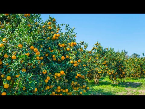 नागपुर का संतरा: खट्टे-मीठे स्वाद से जीआई पहचान तक, भारतीय कृषि की खास कहानी