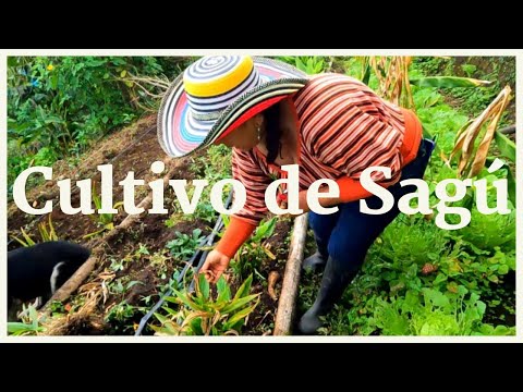 , title : 'CULTIVO DE SAGÚ | Beneficios y preparación (Maranta arundinacea)'