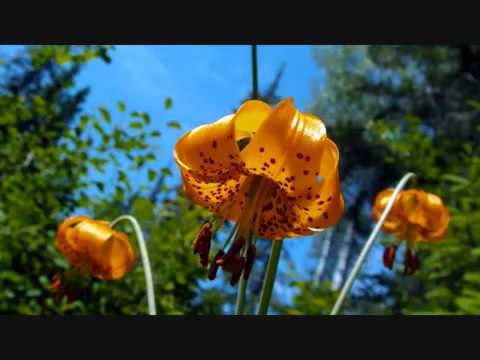 Behesht Royat Persian worship Iranian Christian Fariba Music