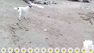 Guy Comes Home From Work With A Stray Dog |The Dodos, 🥰 pwv