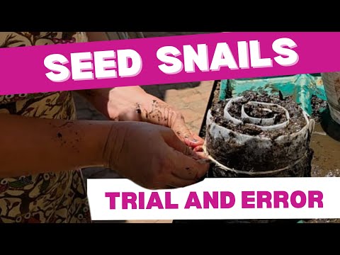 Seed Snail Success? Trial & Error in Seed Starting