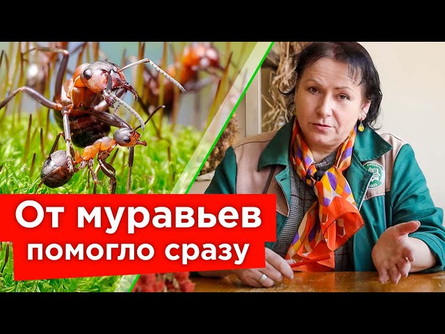 МУРАВЬИ БОЯТСЯ ЭТОГО КАК ОГНЯ! Эффективные способы борьбы с муравьями: от народных до тяжелой химии
