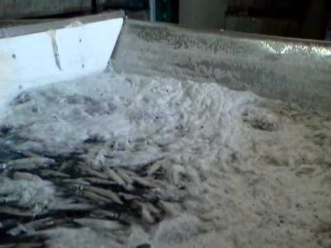 Loligo Squid Process 1