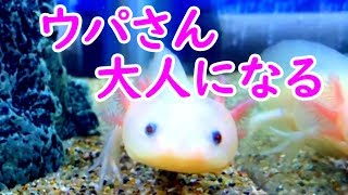 【うぱさん観察日記】#5 水槽の砂利を全撤去する