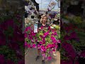 Kerriann Petunia Mix