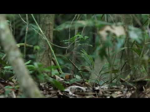 Two black-faced antthrushes face to face in Panama!