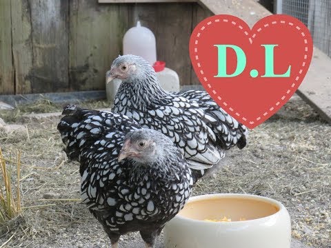 Wyandotten. Junghahn ,Hund u.Hühner aneinander gewöhnen.