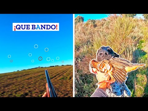 💥¡𝗠𝘂𝗰𝗵𝗼 𝘁𝗶𝗲𝗺𝗽𝗼 𝘀𝗶𝗻 𝘃𝗲𝗿 𝘁𝗮𝗻𝘁𝗮𝘀!💥 Caza de Perdices Salvajes con Braco Aleman