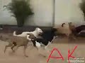Gangland Fight