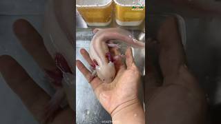 Download lagu Axolotl | Mexican Walking Fish mp3