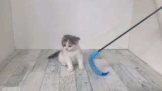 スコティッシュフォールドの動画01