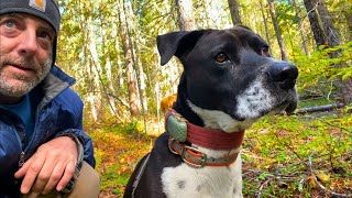 They Were Taunting Us In The Woods | Full Time RV Life