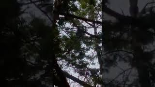 Download lagu pikat pleci dan cikrak daun /blereng/tralis di lereng merapi mp3