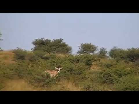 Afrika Jagd Namibia-Oryx Jagd-Khomas Hochland 375 H&H Mag.