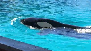 Download lagu Kamea mp3