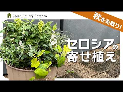 ホワイトトメントスラグワート 植物