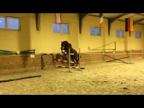 Adagio by Adagio de Talma 2,5 y.o.