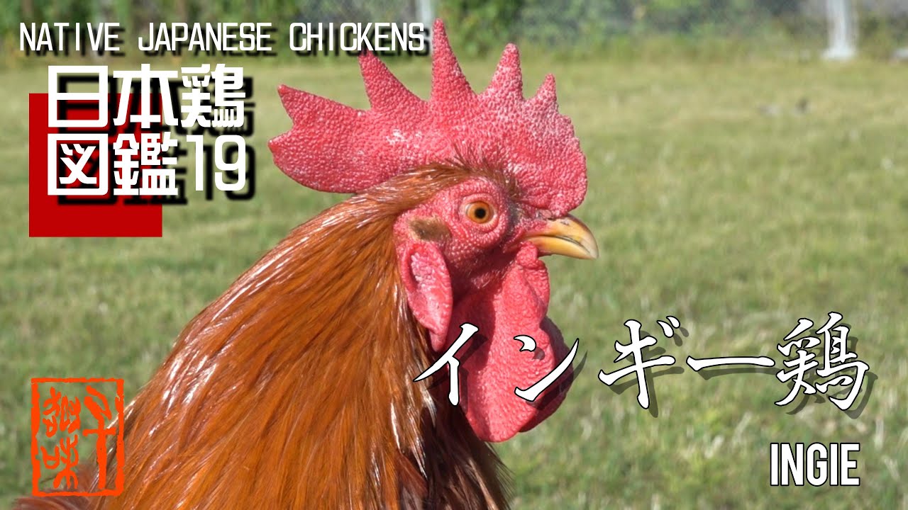 日本鶏図鑑19  インギー鶏　The World of Native Japanese Chickens