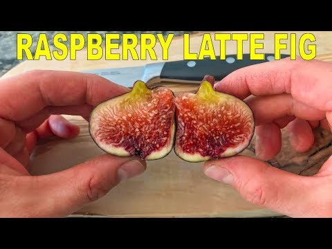 , title : 'Raspberry Latte Fig - A Very Unique Rain And Humidity Tolerant Fig'
