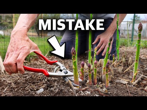 , title : 'You’re Killing Your Asparagus if You Do This, 5 MISTAKES You Can’t Afford to Make Growing Asparagus'