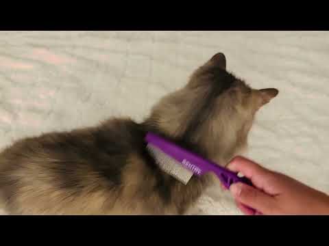 ASMR Cat Brush Massage 🐱