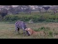 Lioness Hunting The Zebra Bring It Down In The Middle Of The Rain Video