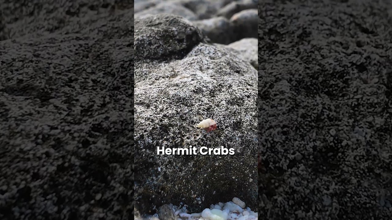 FULL VID ON MY PAGE 😊 #bali #travelinghooper