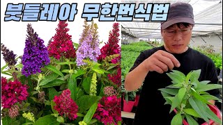 붓들레아 1년에 200개 복제! 무한번식법 2가지 정리