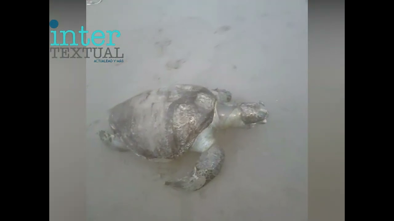 Reportan aparición de tortugas muertas en costas de San Juan del Sur y Tola