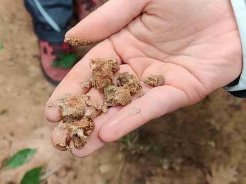 Ein Lessivé - die Parabraunerde