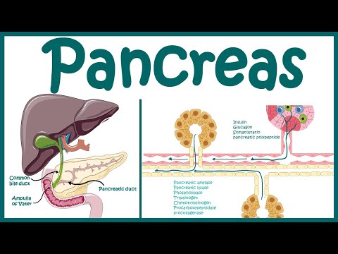 Pancreas | Endocrine and exocrine pancreas overview | Heterocrine gland |Animated biology with Arpan