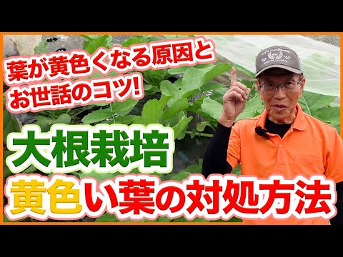 トマト: 苗の葉が黄色くなっているのはなぜですか?何をするか？  庭園