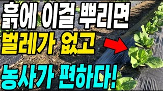 김장배추 심은 흙에 이걸 뿌리면 벌레가없어서 농사가 편해요! 벌레걱정 덜하고 작물이 튼튼하게 자라 농사대박!