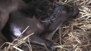 Delerium - Innocente (Mathilde's Farm mix)