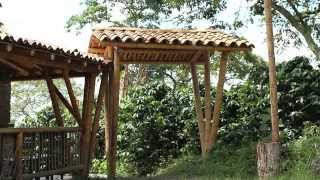 Guadua, la planta de los mil usos