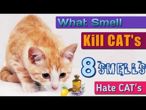 Learn 8 Scents that Cats Hate, What Smell will Repel Cats, DIY Cat Repellent, Natural Cat Repellent