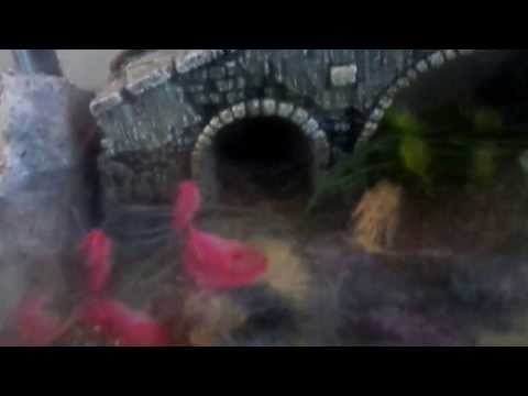 Venomous snake collection