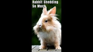 Why Is My Pet Rabbit Shedding So Much? #Shorts