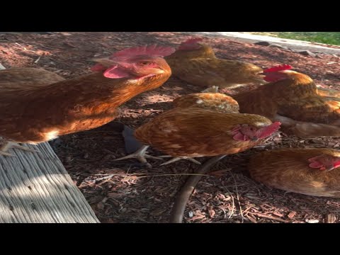 Video thumbnail for The World Is My Prison