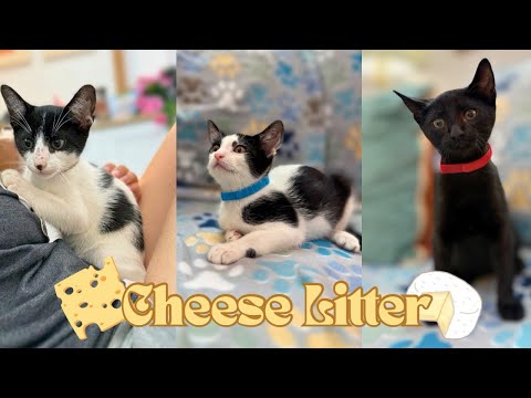Cat for adoption - American Cheese, a Domestic Short Hair Mix in Friendswood, TX | Petfinder