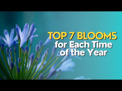 Top 7 Blooms for Each Time of the Year