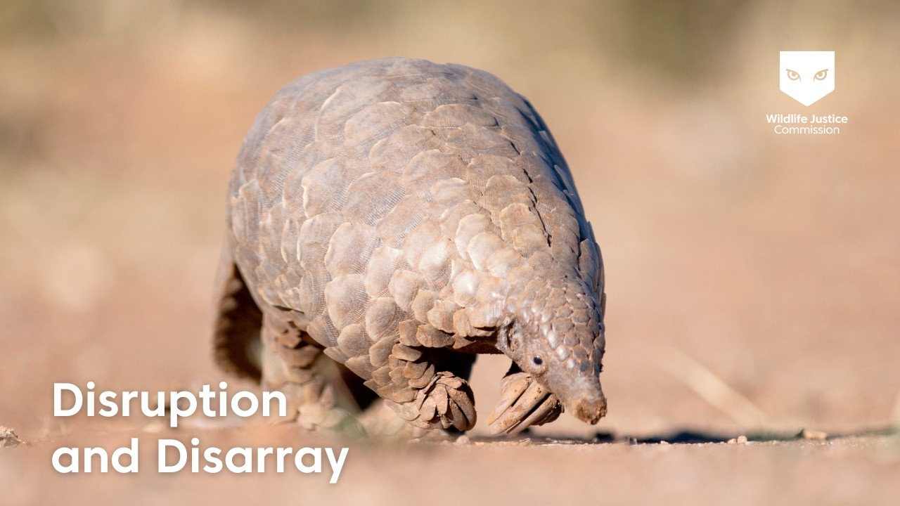 Are the ivory and pangolin scale trades slowing? | Wildlife Justice Commission