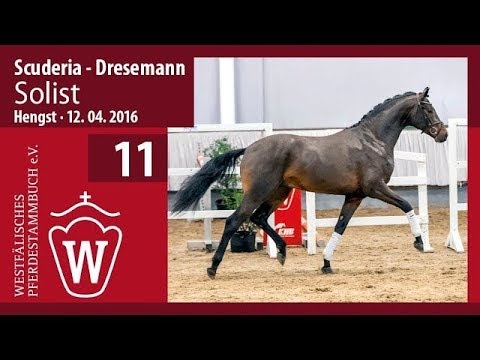 11  Longiervideo Solist (Hengst v. Scuderia - Dresemann)