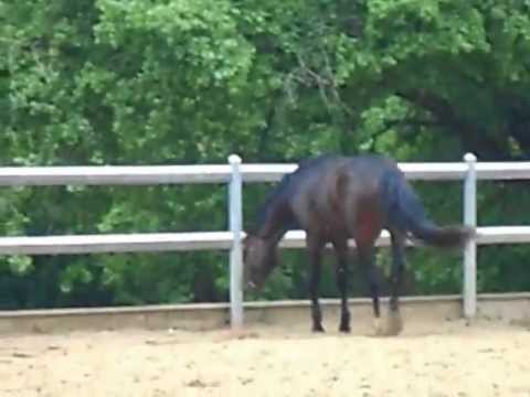 M.ZEFIRO DEL PIETRICCIO ROSSO