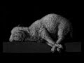 The Kingdom Of Peace Eyless Sheep Following A Blind Shepard