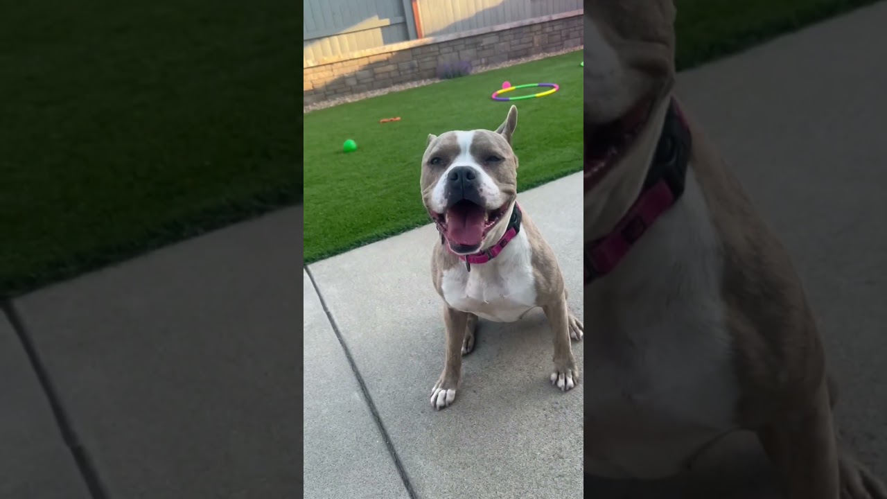 Enlarge Gracie, a ADOPTABLE mixed breed in Citrus Heights, CA video 5/6