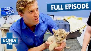 Abandoned Lion Cub's Not Out Of Danger | Bondi Vet Full Episode