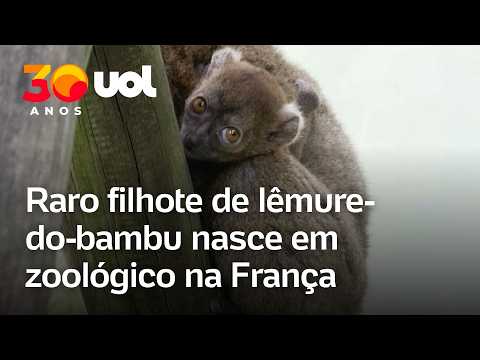 Raro filhote de lêmure-do-bambu nasce em zoológico na França; espécie é criticamente ameaçada