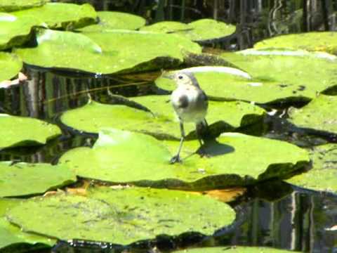 Die kleine Bachstelze
